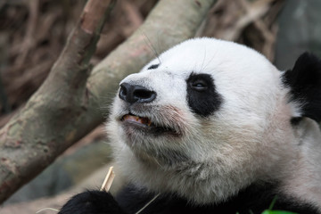 Obraz premium Panda bear close up shot while eating bamboo