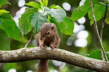 Asian squirrel on tree while looking for food