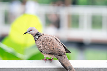 Zebra dove while resting blurry green background
