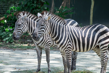 Fototapeta na wymiar Zebra close up shot while eating in a zoo