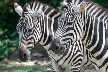 Fototapeta na wymiar Zebra close up shot while eating in a zoo