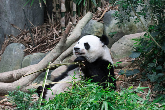 Panda bear close up shot while eating bamboo © Bill