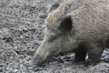 Wild pig with snout in the mud