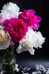 Bouquet of peonies with water drops. Black background. Close-up, selective focus.