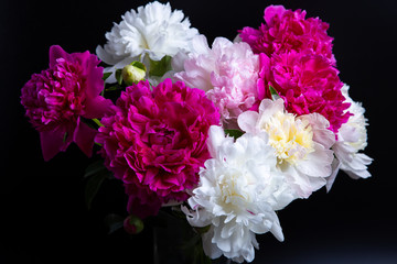 Bouquet of peonies with water drops. Black background. Close-up, selective focus.