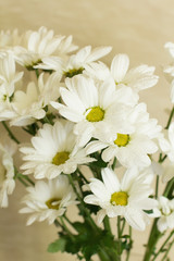 Fototapeta na wymiar White Chrysanthemum. Bouquet. Water drops. Close-up, selective focus.