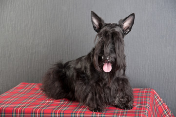 Young scottish terrier on a tartan cloth
