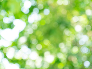 Fototapeta premium abstract blurred green leaves with bokeh background. defocus of leaves with beautiful bokeh in the garden