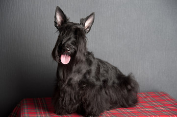 Young scottish terrier on a tartan cloth