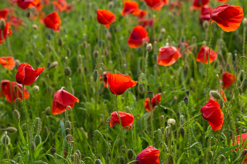 Fototapeta na wymiar Red poppy flowers field close up