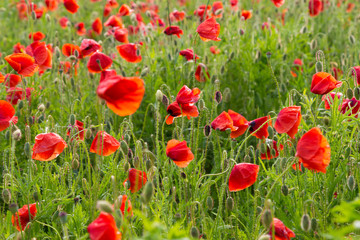 Fototapeta na wymiar Red poppy flowers field close up
