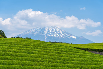 Fuji Mountain with tea plantation at Shizuoka,Japan. Mount Fuji, Fujisan located on Honshu Island,...
