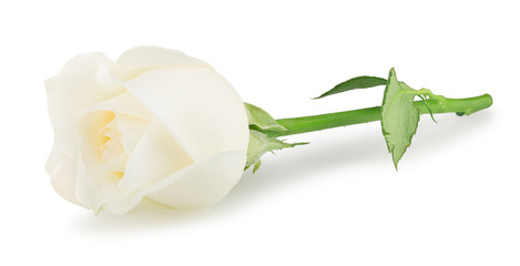 white rose flower isolated on white background - obrazy, fototapety, plakaty