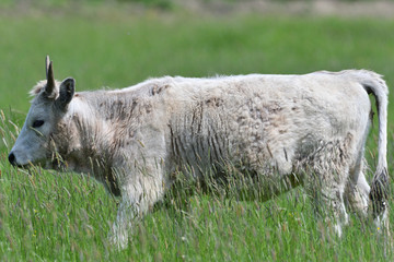 Obraz premium domestic white cow grazes on a meadow on grass