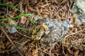 Fledgling American Robin