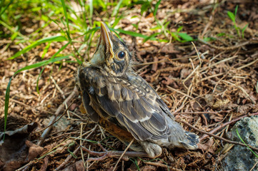 Fledgling American Robin