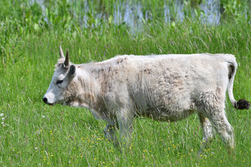 portrait of domestic white cow with horns on grazing