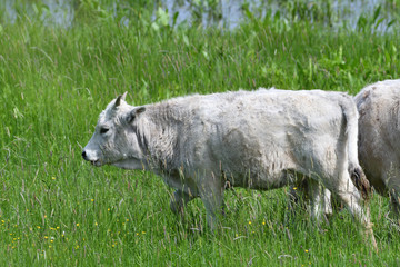 domestic white cow grazes on a meadow on grass