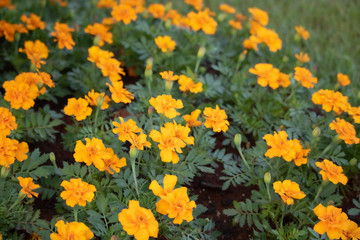 yellow flowers in garden