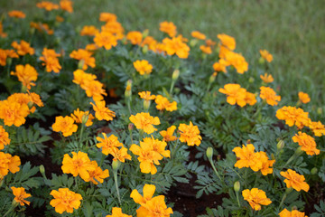 Obraz premium yellow flowers in garden