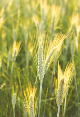 Field of golden wheat