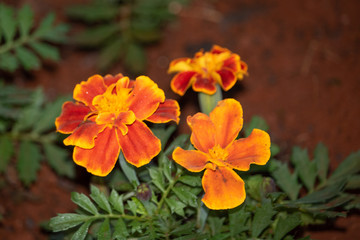 yellow flowers in the garden