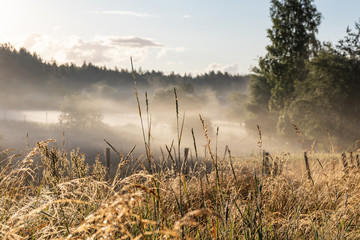 Foggy morning. Sunrise field. Sunrays. Foggy valley. Sunny morning in the hills. Dense fog.