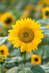 Sunflower blooming natural background.