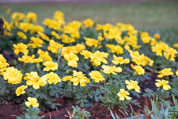 yellow flowers in garden