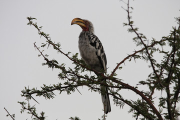 un calao leucomèle perché dans un arbre en Afrique du Sud