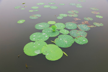 water droplets on lotus leaves