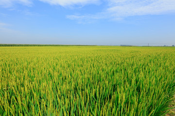 Fototapeta premium rice field