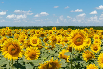 Sunflowers on the blue sky background agriculture farming rural economy agronomy concept