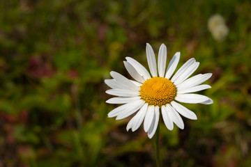 Obraz premium Daisy chamomile flower, close-up wallpaper background. White daisy petals yellow middle of the flower. Nature lonely flower on a background of meadow grass