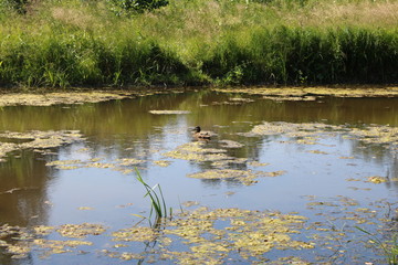 a lonely duck swims in an overgrown pond