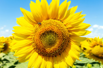 Sunflowers on the blue sky background agriculture farming rural economy agronomy concept