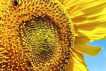 Sunflowers on the blue sky background agriculture farming rural economy agronomy concept