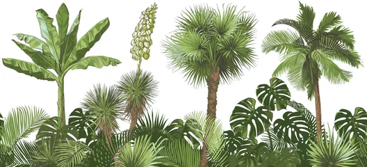 Vlies Fototapete Vintage botanische Landschaft Vektor Tropische Palmen, Pflanzen, Blätter, Laub, Monstera