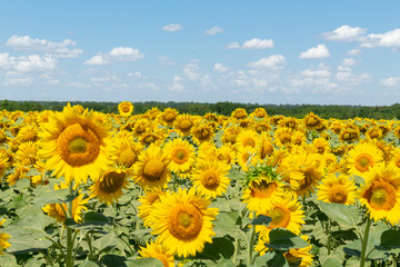 Obraz premium Sunflowers on the blue sky background agriculture farming rural economy agronomy concept