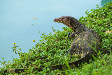 Water monitor in Lumpini Park, Bangkok, Thailand
