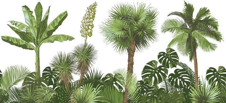 Vector Tropical palms, plants, leaf, foliage, monstera