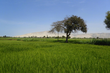 Fototapeta na wymiar Peru ricefield Camana