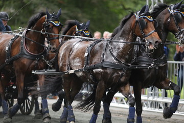 Four horses racing at elite level in Gothenburg, Sweden during summer