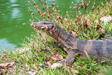 Water monitor in Lumpini Park, Bangkok, Thailand