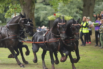 Four horses racing at elite level in Gothenburg, Sweden during summer