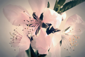 Sprig of peach blossom on white background.