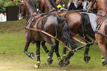 Four horses racing at elite level in Gothenburg, Sweden during summer