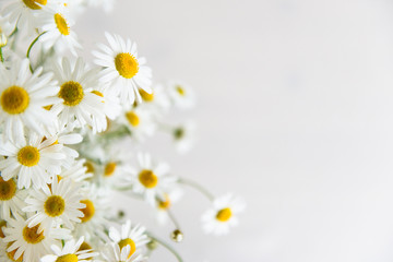 Chamomile flowers on white background. Summer background. Selective focus. Close up, copy space