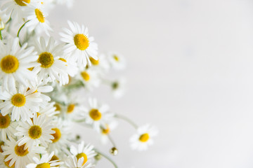 Obraz premium Chamomile flowers on white background. Summer background. Selective focus. Close up, copy space