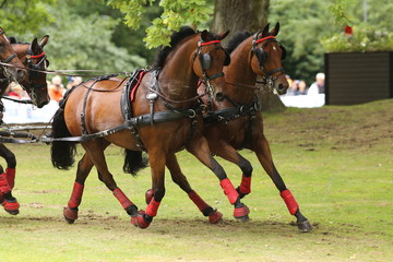 Four horses racing at elite level in Gothenburg, Sweden during summer